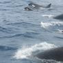 Apuntan a un pez como el culpable de la agresividad de las orcas de Cádiz