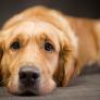 La maniobra de urgencia más efectiva para reanimar a un perro cuando se envenena