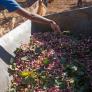 Fiebre en España por el pistacho: "Hemos vendido hasta el último árbol de vivero"