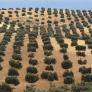 Europa vigila el plan español de unir el aceite de oliva a los paneles solares