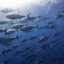 El País Vasco puede acabar con el atún rojo de Cádiz