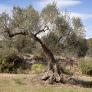 Detallan la edad del olivo más antiguo del mundo: sigue produciendo aceitunas