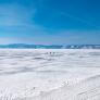 Hallan un depredador prehistórico en Siberia y lo que encuentran en el interior de su estómago tiene una explicación