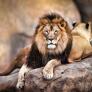 Este es el león más grande del mundo: sus medidas están envueltas en el misterio