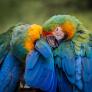 El loro más extraño de todos: es el más pesado, no puede volar y aún así es la más superviviente de las aves