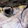 Un estudio alerta sobre altos niveles de mercurio en uno de los pescados más consumidos en España