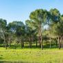 El 'quinto pino' existió: está en pleno centro de Madrid y lo mandó plantar el rey