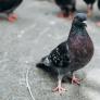 El innovador proyecto piloto para controlar población de palomas en España