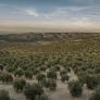 El aceite de oliva 'se va' de España: dos nuevos países entran en juego