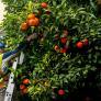 Lo que hace al ver las naranjas en las calles de Sevilla hace que muchos se lleven las manos a la cabeza
