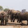 El presidente que amenazó con enviar 30.000 elefantes a Europa lanza una sugerencia a Reino Unido