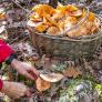 Se acerca la temporada de setas y este es el ingrediente que debes añadirle para que se conserven todo el otoño