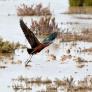 Doñana recibe una avalancha de nuevas aves por el golpe a la sequía