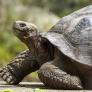 Aparecen dos mega tortugas peligrosas de 50 kilos en un río de Madrid