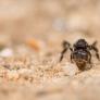 Los remedios caseros de las abuelas españolas para decir adiós a las hormigas