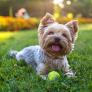 Cómo saber si un Yorkshire Terrier es puro o bien es mestizo