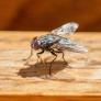 Una invasión de millones de moscas obliga a este pueblo a pedir ayuda urgente