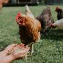 La multa por no legalizar los gallineros para autoconsumo