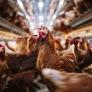 Esta es la granja que llena las estanterías de Mercadona con 33 millones de pollos