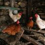 El plan de Galicia para acabar con el polémico registro de las gallineros de autoconsumo