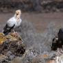 Recuperan una de las aves rapaces más amenazadas de España tras acabar con su "dieta" de plomo
