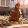 Una gallina pone su primer huevo y lo que encuentran dentro solo ocurre 1 de cada 25 millones de veces