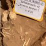 Descubren un enterramiento inusual en Cádiz con varios cuerpos de niños romanos