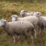 Inscriben a cuatro ovejas en un aula para evitar el cierre de una escuela