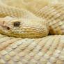 La inaccesible isla infestada de cobras que lleva a todo ser humano directo a la muerte