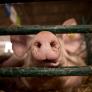 Denuncian una nueva granja de los horrores de cerdos con sello de bienestar animal