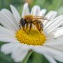 La plaga que mata a las abejas masivamente acelera de forma peligrosa