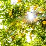 El colapso del limón amenaza con arruinar comarcas enteras