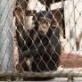 Una fundación británica acusa a dos zoológicos españoles de malas prácticas