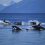 Avalancha de ataques de orcas en la costa española