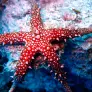 ¿Cuál es la cabeza de las estrellas de mar? ¿Es verdad que regenera sus brazos?