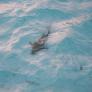 El norte de España da la voz de alarma por unos tiburones exóticos nunca vistos