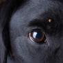 Un veterinario advierte del gran riesgo al que se enfrenta tu mascota con la nueva garrapata letal en España