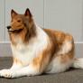 El japonés que se gastó 13.000 euros para convertirse en perro ahora pone la mira en otro animal