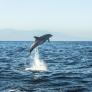 Unos buceadores descubren una red mata delfines en Mallorca