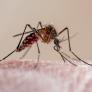 El golpe definitivo a los mosquitos lo tienes en el baño de tu casa