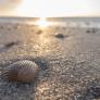 Por qué coger conchas de la playa no es precisamente una buena idea