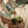 Los expertos opinan sobre las demoledoras conclusiones del 'macroestudio' sobre cannabis y esquizofrenia