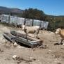 La trágica decisión de tener que sacrificar animales por culpa de la sequía en España