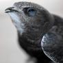 Amenazan con multas de 200.000 euros al que le toque una pluma al nuevo pájaro que llega a España