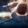 Los 3 métodos para salir ileso del ataque de un tiburón peligroso