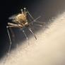 Golpe de toda la humanidad contra garrapatas, mosquitos y resto de plagas con este 'robo' científico