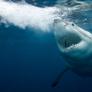Dos playas españolas ordenan el cierre inmediato por un tiburón de tres metros