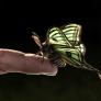 El kilómetro cero de la preciosa mariposa española que se cría en un hábitat único