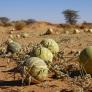 Marruecos da por perdidas las dos cosechas más importantes para España