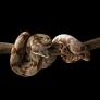 La serpiente 'Ronaldo' de casi 2 metros da luz a 14 crías en un parto 'milagroso'